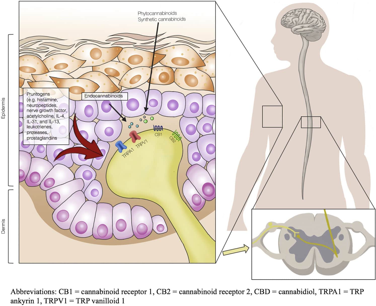 Skin and Receptors Endocannabinoid System Epidermis