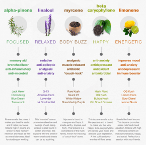 Terpenes: The Ultimate Guide To Understanding Terpenes - Utoya