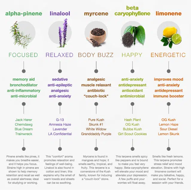 Terpenes And Cannabis Strains Infographic Chart