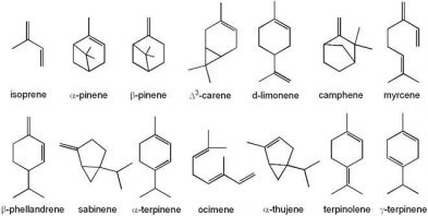 Terpenes: The Ultimate Guide To Understanding Terpenes - Utoya