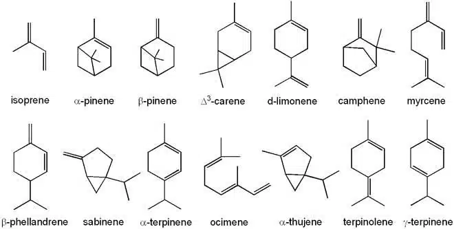 Terpene Structures Visual Chart