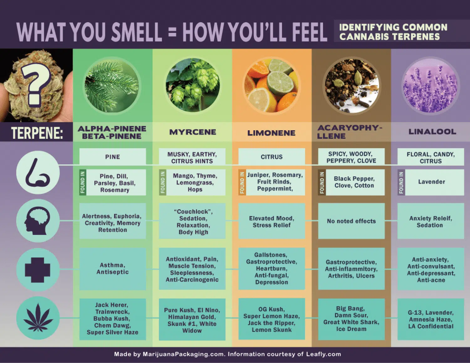 Terpene Smells And What They Mean Infographic
