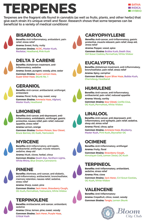 Terpenes The Ultimate Guide To Understanding Terpenes Utoya