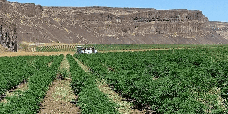 Washington Hemp Farm in Colombia Basin