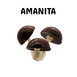 Buy Amanita Mushrooms