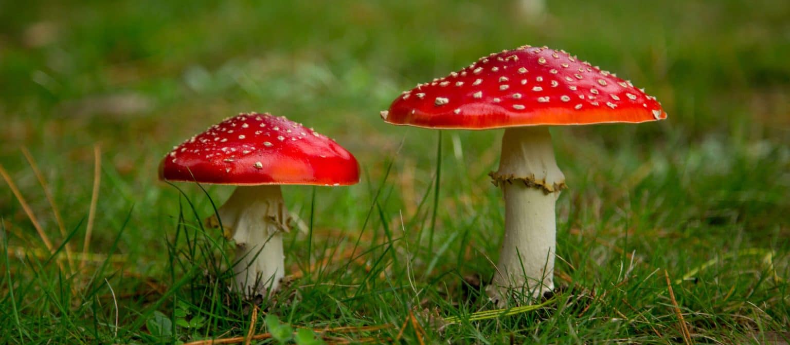 Mushrooms Playing Cards main image 1