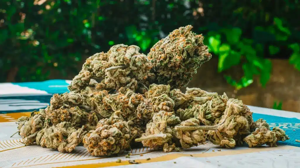 Best Place to Buy THCA Flower