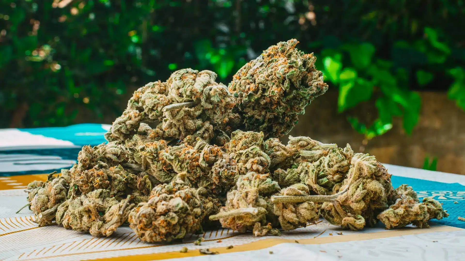 Best Place to Buy THCA Flower