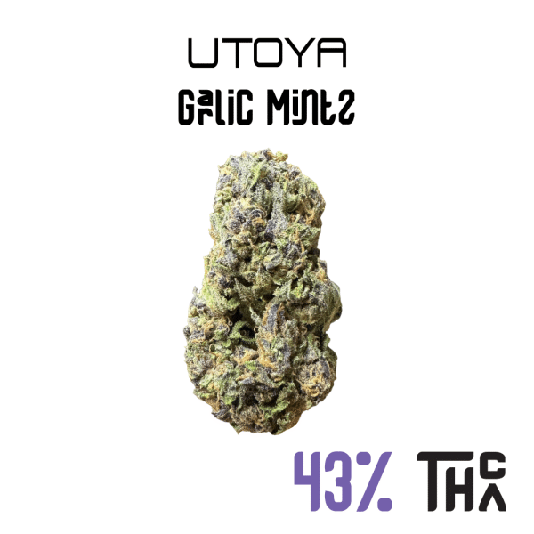 Garlic Mintz THCA Flower