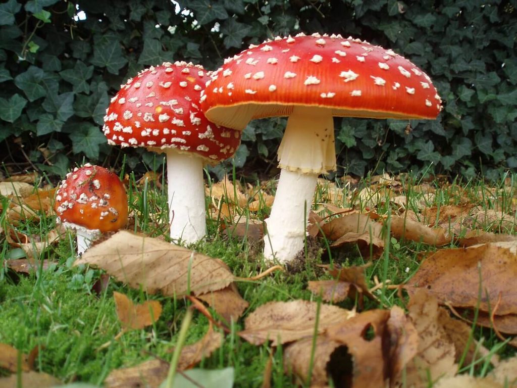 Must Know Facts About Amanita Gummies and Their Effects