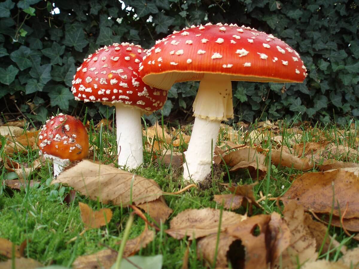 Must Know Facts About Amanita Gummies and Their Effects