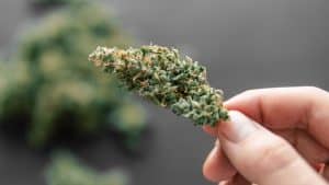 High Quality THCA Flower