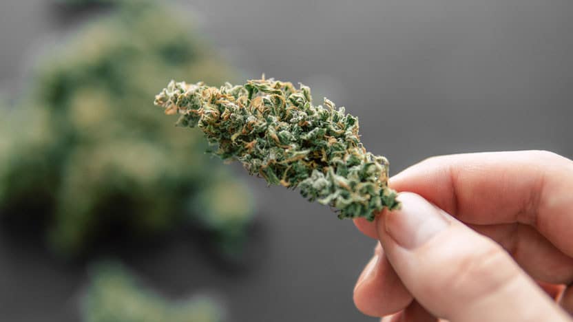 High Quality THCA Flower