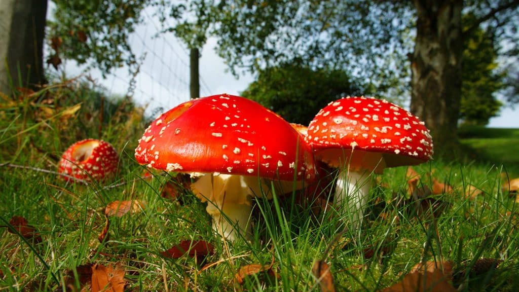 Amanita extract online