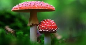 is Amanita legal