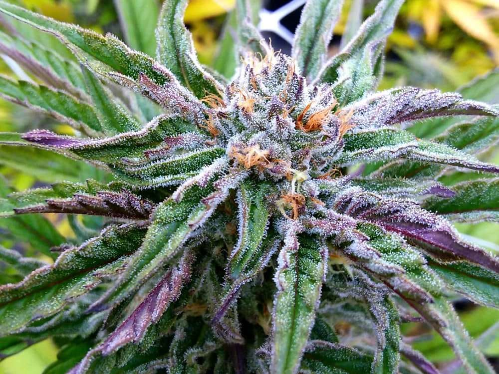 Blueberry Muffin cannabis