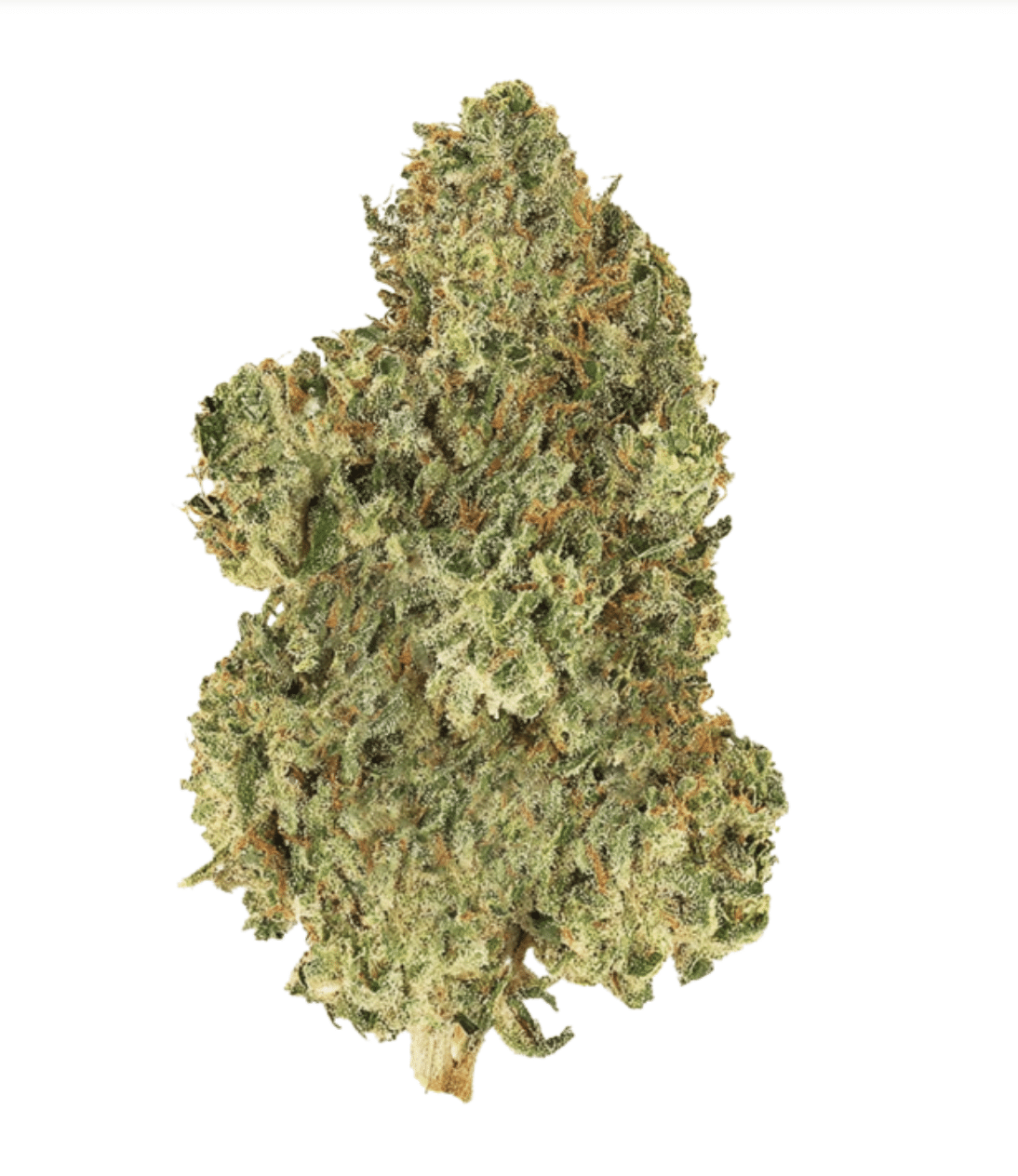 Jack Herer — Utoya