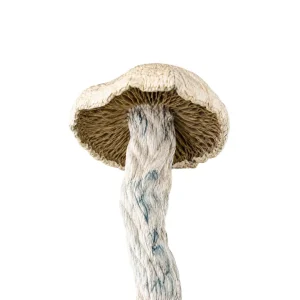 Albino Bluey Vuitton Magic Mushrooms