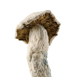 Ape Magic Mushrooms