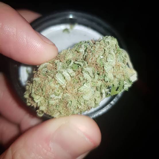 Blueberry Muffin cannabis seeds