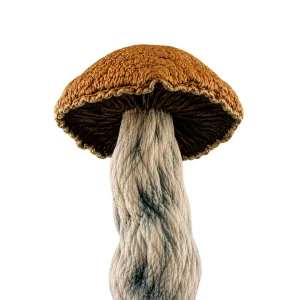 DC Mak Magic Mushrooms