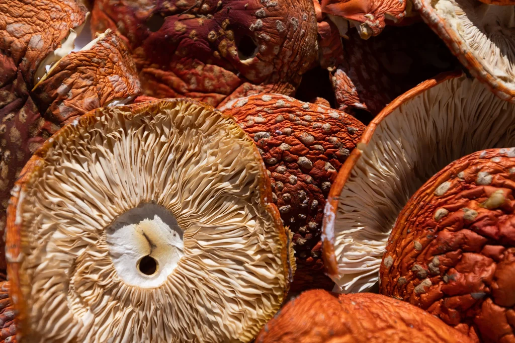 Amanita Mushroom Extract