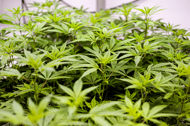 Premium Delta 9 Flower
