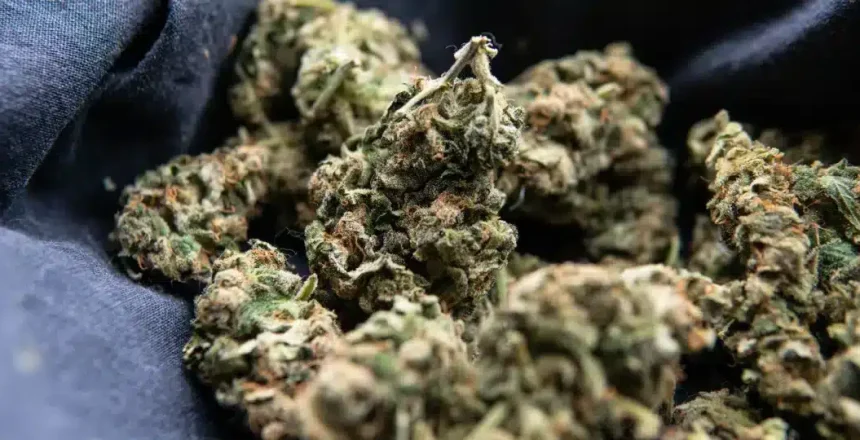 Best THCA Flower