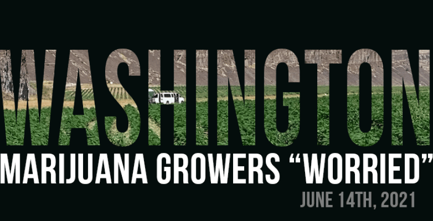 Washington Medical Marijuana Farmers Are Worried About Hemp Derived THC